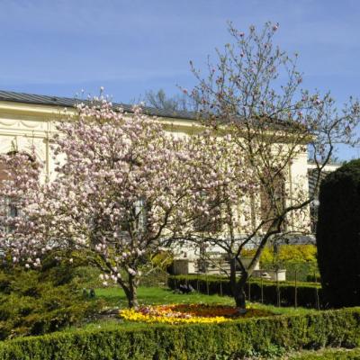 kwitnąca magnolia przed pałacem Herbsta