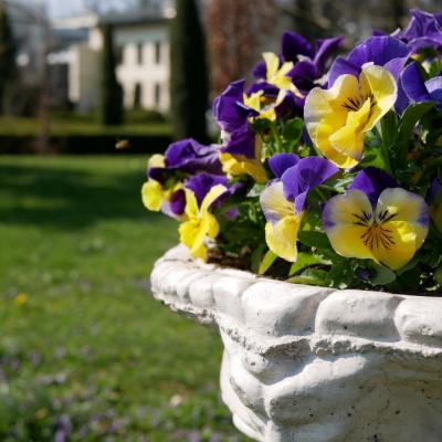 zbliżenie na żółto-fioletowe bratki w pałacowym ogrodzie