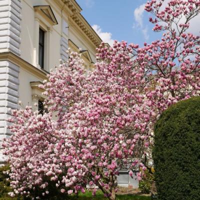 drzewo kwitnącej magnolii